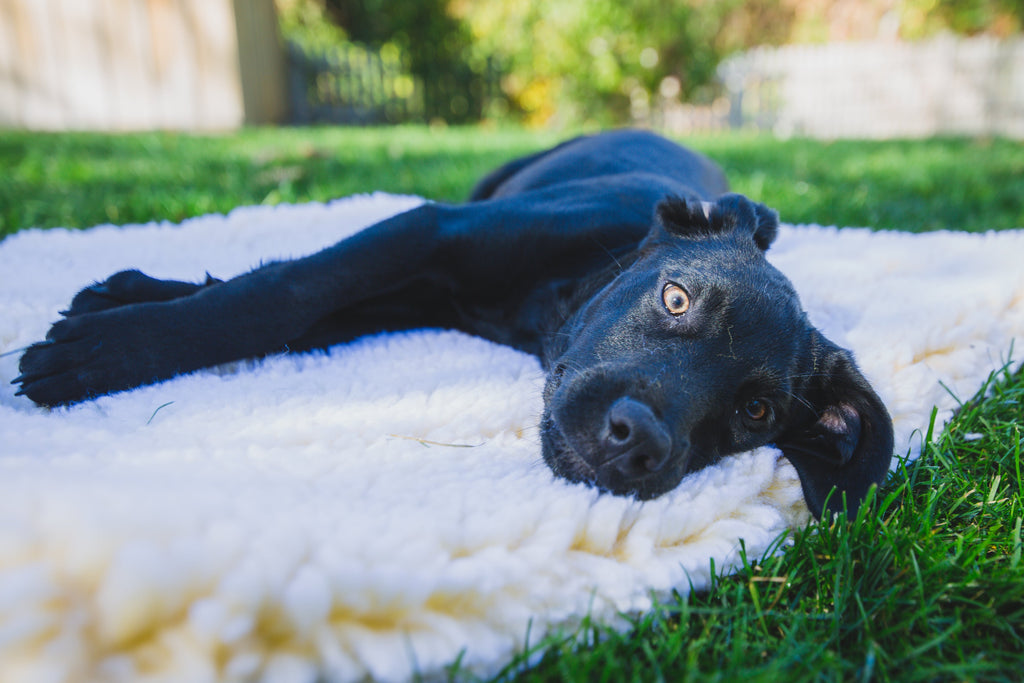 HuggleFleece Cat & Dog Mat Bed